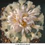 Lophophora koehresii 27.jpg