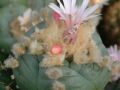 Lophophora williamsii v Cedral 02.jpg