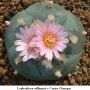 Lophophora williamsii v Cuatro Cienegas 02.jpg