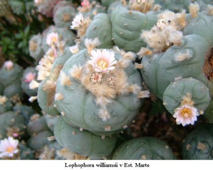Lophophora williamsii v Est. Marte 01.jpg