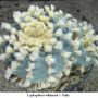 Lophophora williamsii v Paila 06.jpg