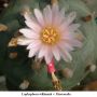 Lophophora williamsii v Rinconada 03.jpg