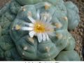 Lophophora williamsii v weisse Bluete 01.jpg