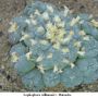 Lophophora williamsii v Huizache 29.jpg
