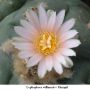 Lophophora williamsii v Mazapil 04.jpg