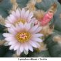 Lophophora williamsii v Tecolote 04.jpg