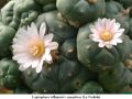 Lophophora williamsii v caespitosa  La Perdida  01.jpg