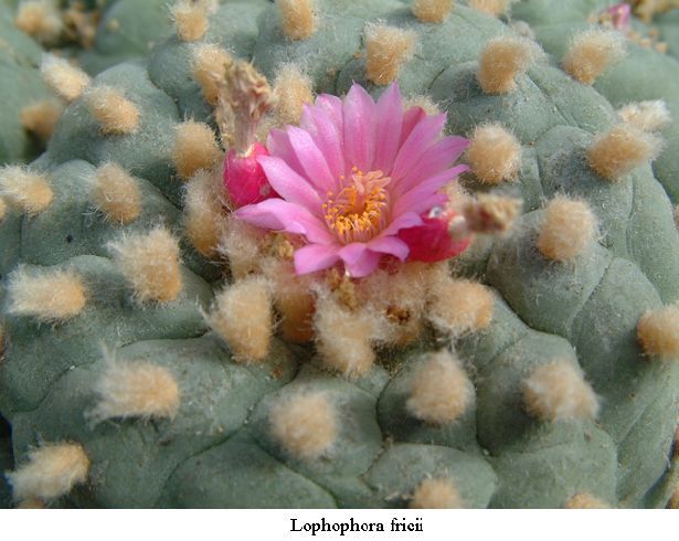 Lophophora fricii forma albiflora
