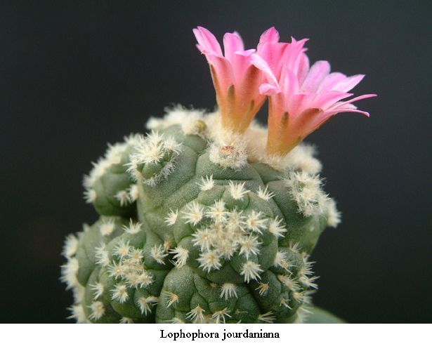 Lophophora jourdaniana 