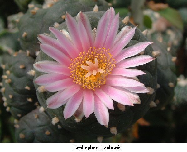 Lophophora  koehresii 