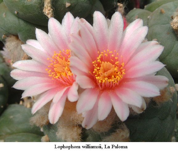 Lophophora Williamsii v. decipiens