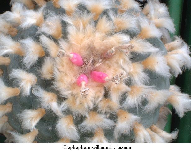 Lophophora williamsii var. texana