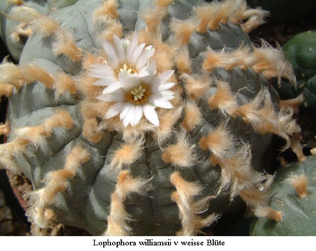 Lophophora williamsii, weiße Bluete