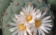 image of lophophora