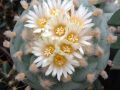 Lophophora fricii v albiflora 01.jpg