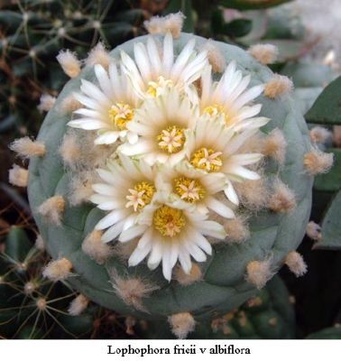 Lophophora fricii v albiflora 01.jpg