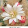 Lophophora fricii v albiflora 03.jpg