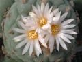 Lophophora fricii v albiflora 04.jpg