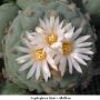 Lophophora fricii v albiflora 04.jpg