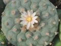 Lophophora fricii v albiflora 06.jpg