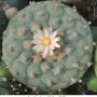Lophophora fricii v albiflora 06.jpg