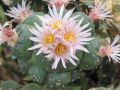 Lophophora koehresii 01.jpg