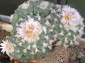Lophophora koehresii 02.jpg