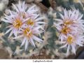 Lophophora koehresii 05.jpg
