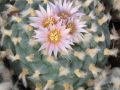 Lophophora koehresii 06.jpg