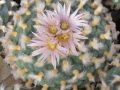 Lophophora koehresii 08.jpg