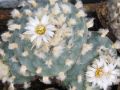 Lophophora koehresii 11.jpg