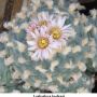 Lophophora koehresii 13.jpg