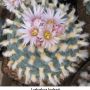 Lophophora koehresii 14.jpg