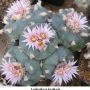 Lophophora koehresii 15.jpg