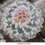 Lophophora koehresii 17.jpg