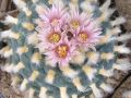 Lophophora koehresii 18.jpg