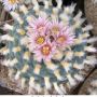 Lophophora koehresii 18.jpg