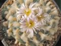 Lophophora koehresii 23.jpg