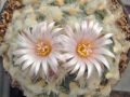 Lophophora koehresii 24.jpg