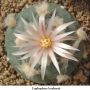 Lophophora koehresii 28.jpg