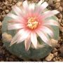 Lophophora koehresii 29.jpg