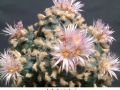 Lophophora koehresii 31.jpg