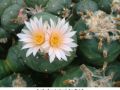 Lophophora koehresii  San Bartolo 01.jpg