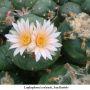 Lophophora koehresii  San Bartolo 01.jpg