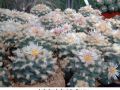 Lophophora koehresii  San Francisco 01.jpg