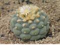Lophophora fricii v albiflora 07.jpg