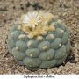 Lophophora fricii v albiflora 07.jpg