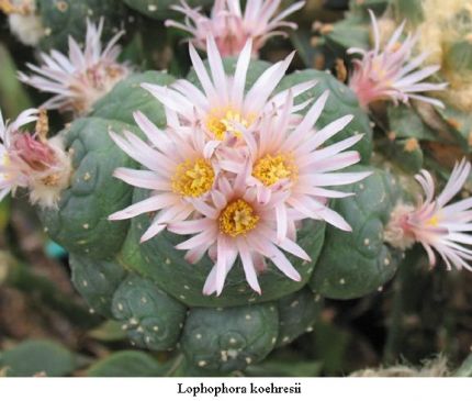 Lophophora koehresii 01.jpg