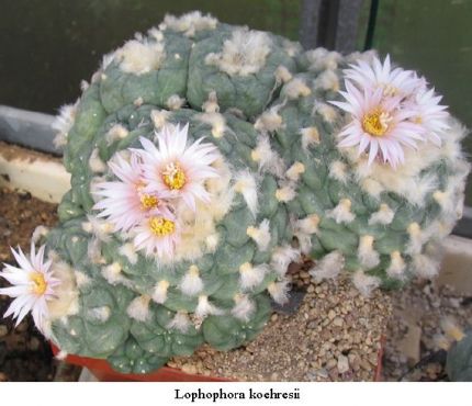 Lophophora koehresii Kulturpflanzen
