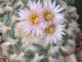 Lophophora koehresii 03.jpg